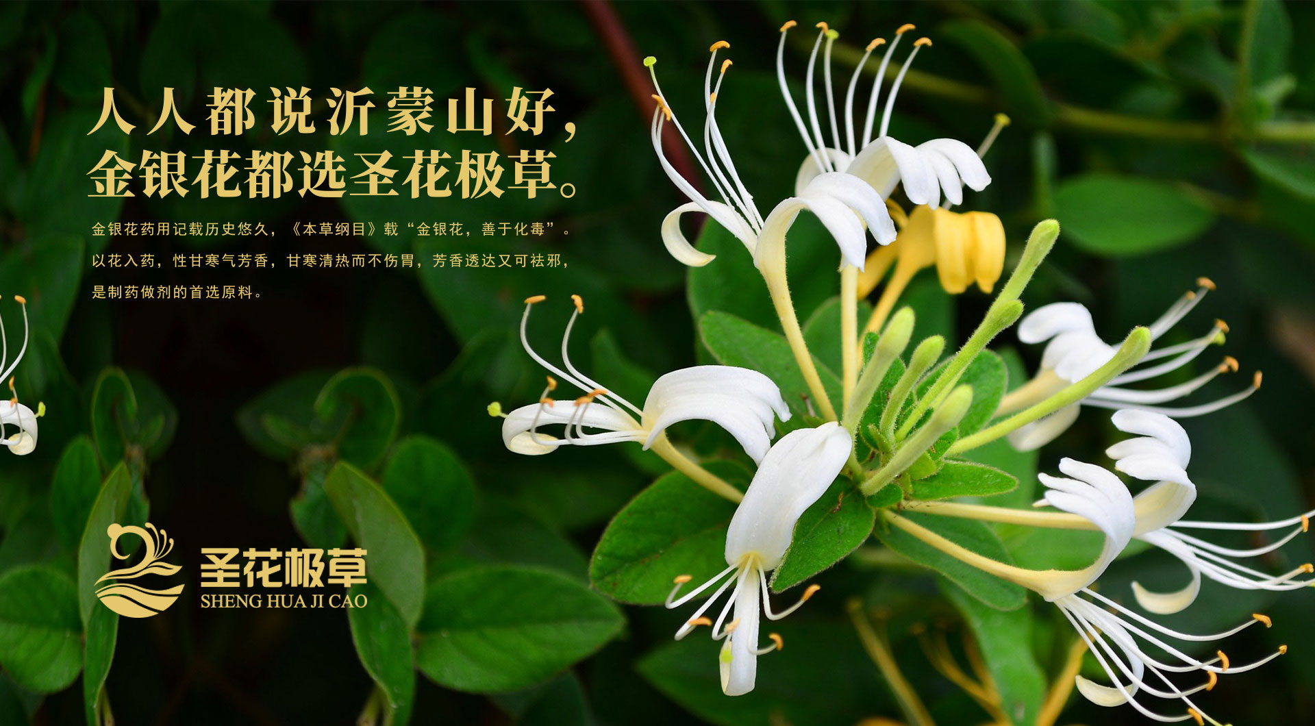 金银花包装设计公司,金银花营销策划设计,中草药礼盒包装设计,金银花包装盒设计,金银花包装袋设计